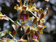 Orchidej v Národní botanické zahradě v Singapuru